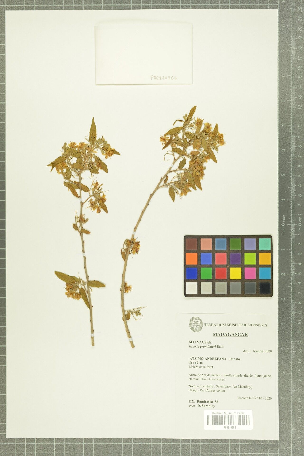 Grewia grandidieri — houseplant care guide