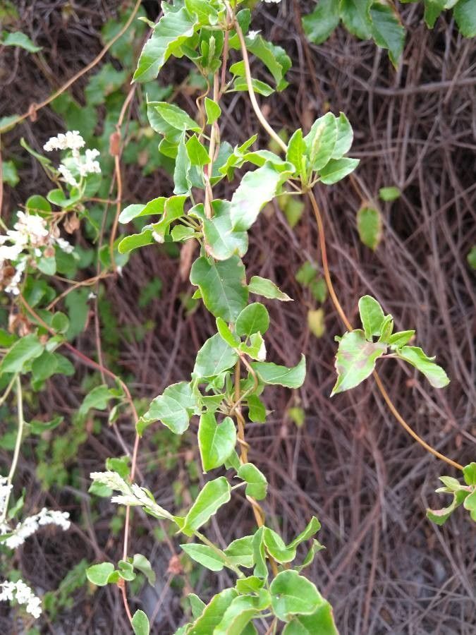 Fallopia baldschuanica leaf