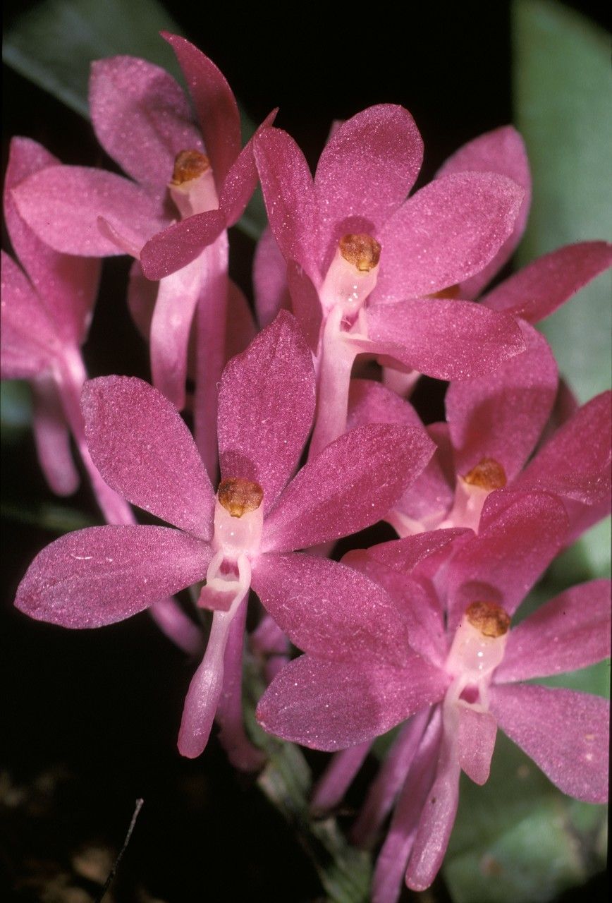 Vanda ampullacea