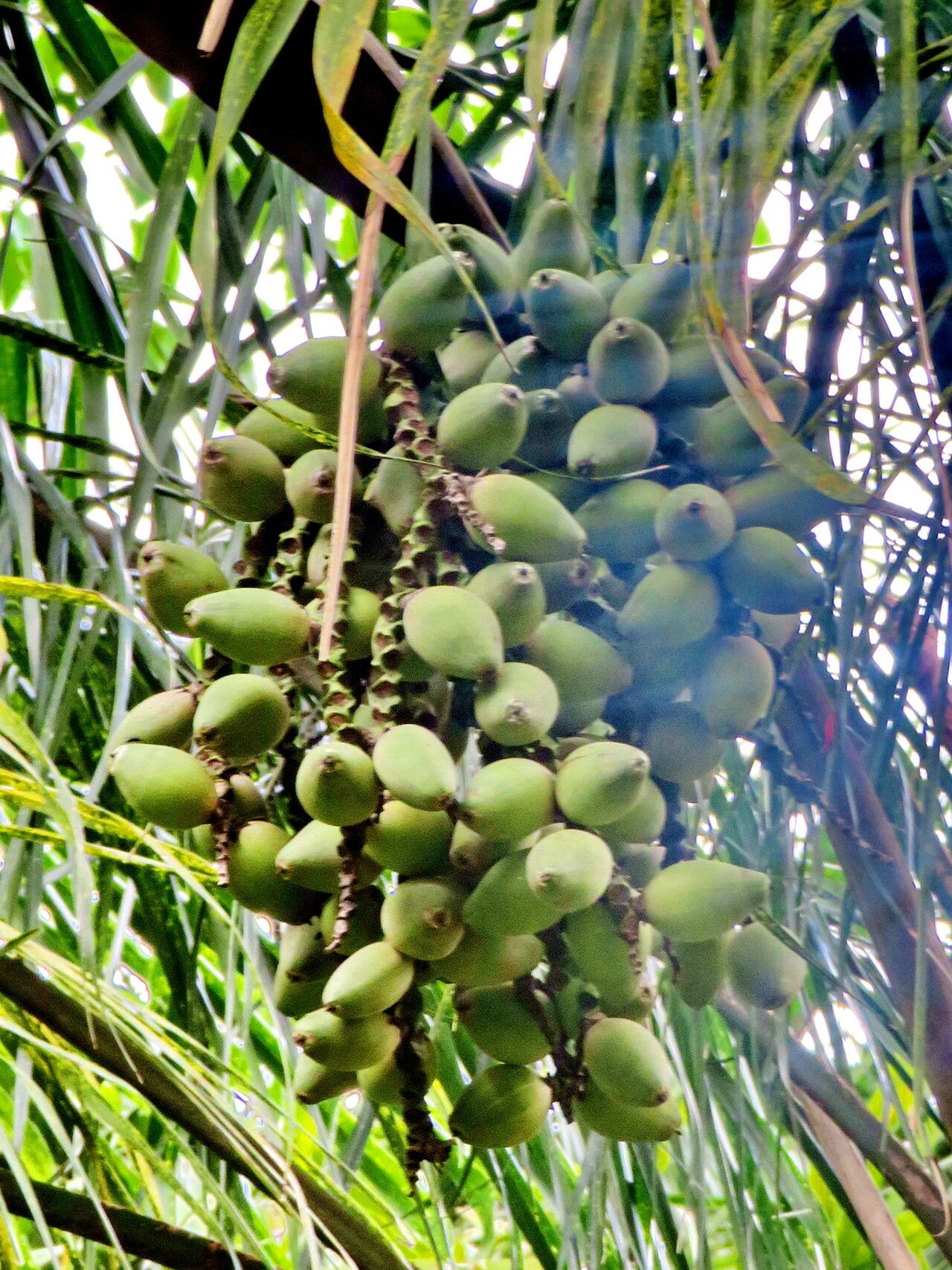 Syagrus cocoides fruit