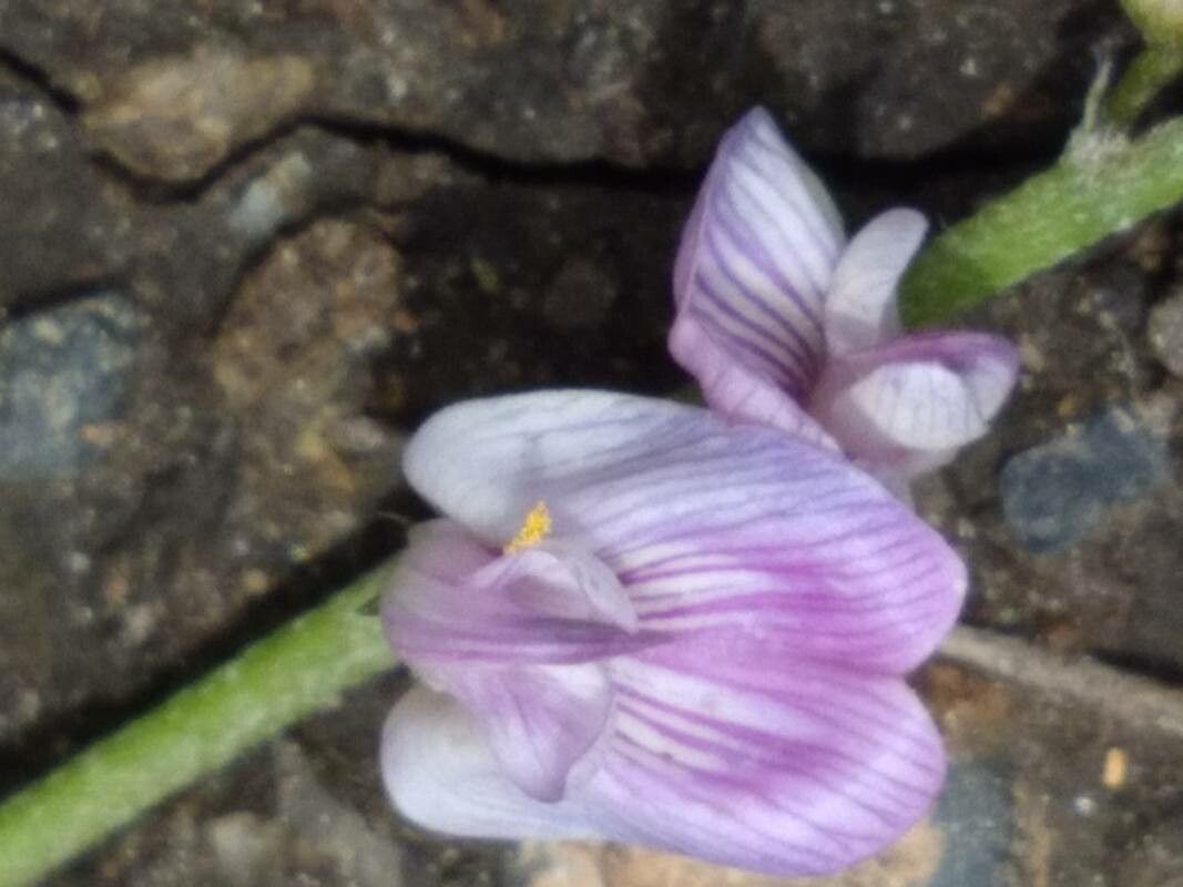 Astragalus austriacus flower