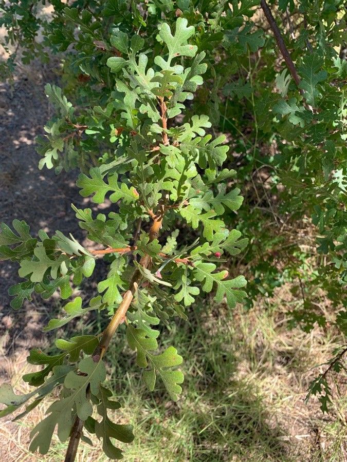 Quercus garryana leaf