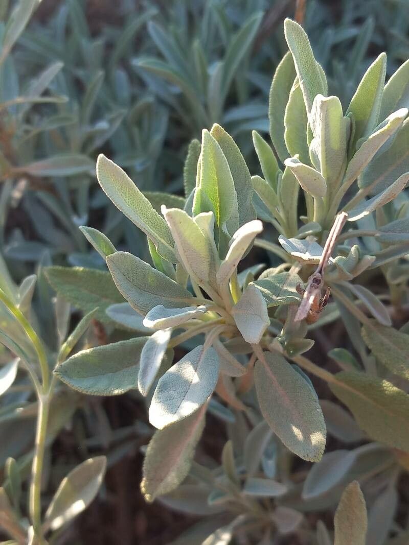 Salvia lavanduloides leaf