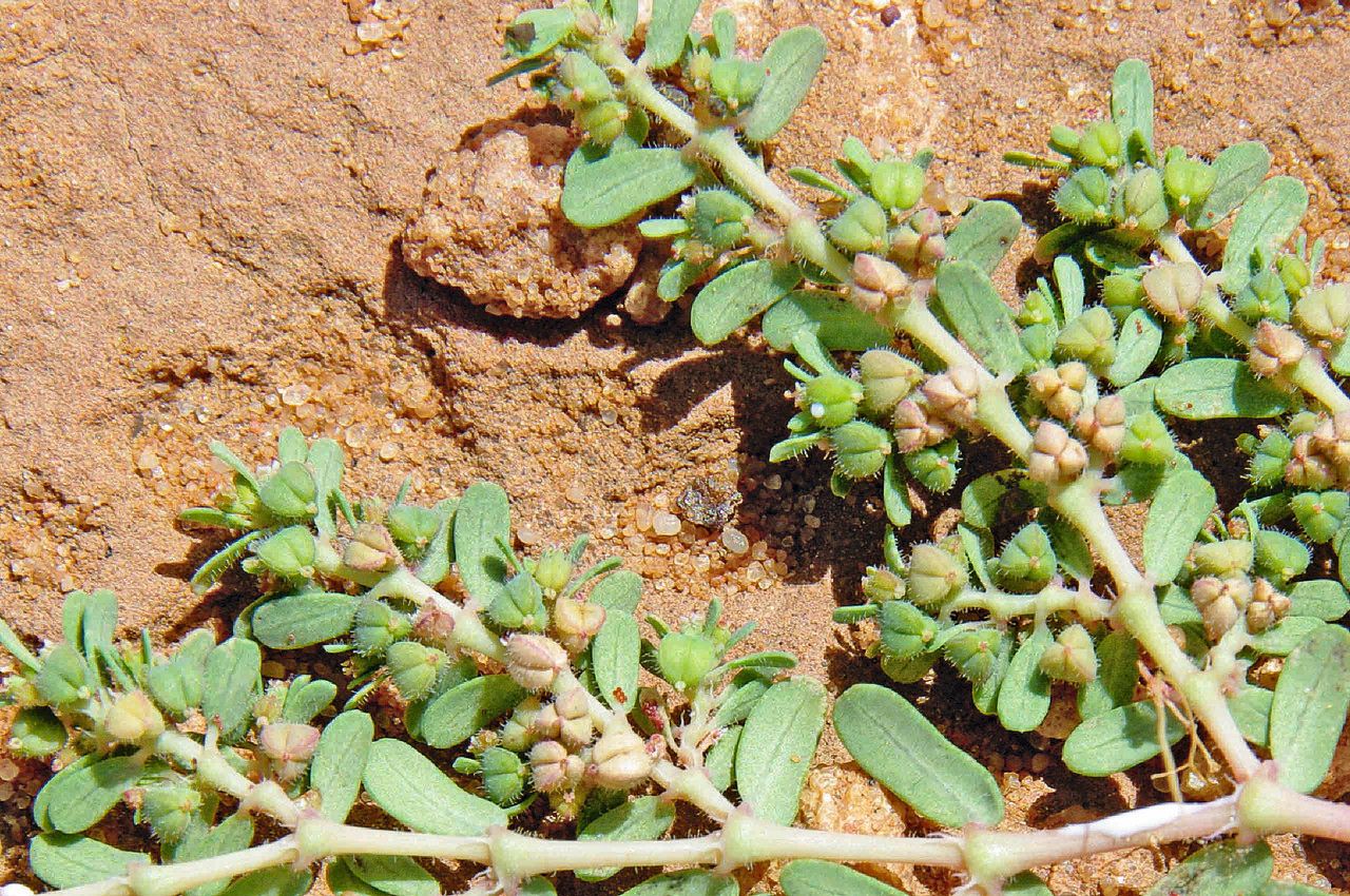 Euphorbia granulata fruit