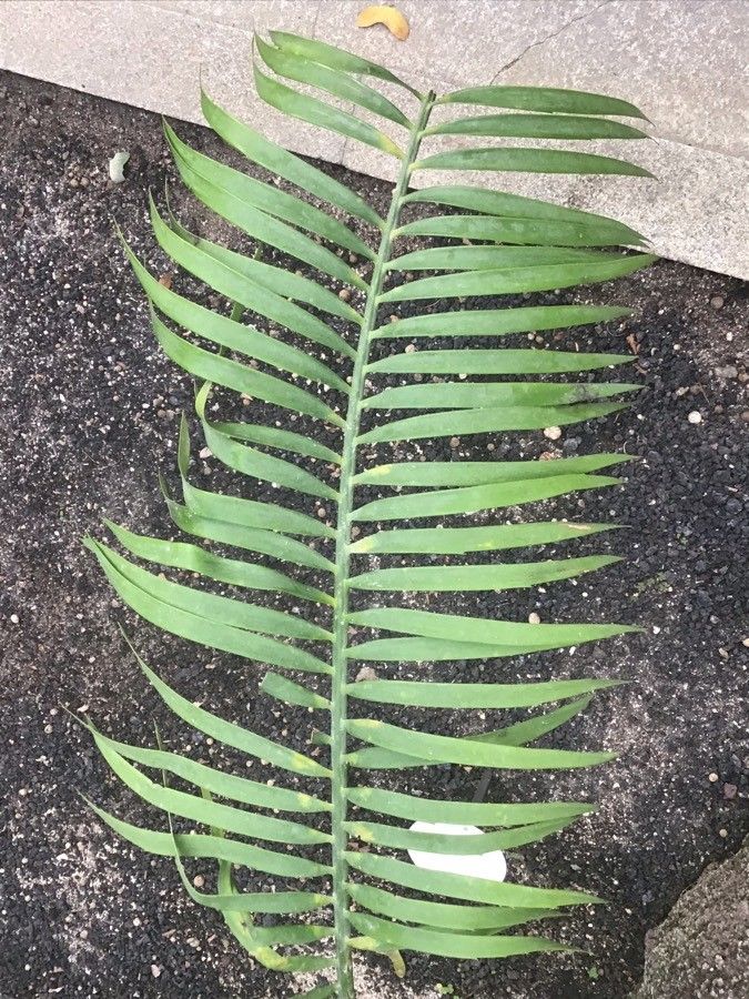 Encephalartos villosus — search result for 'Eswatini'