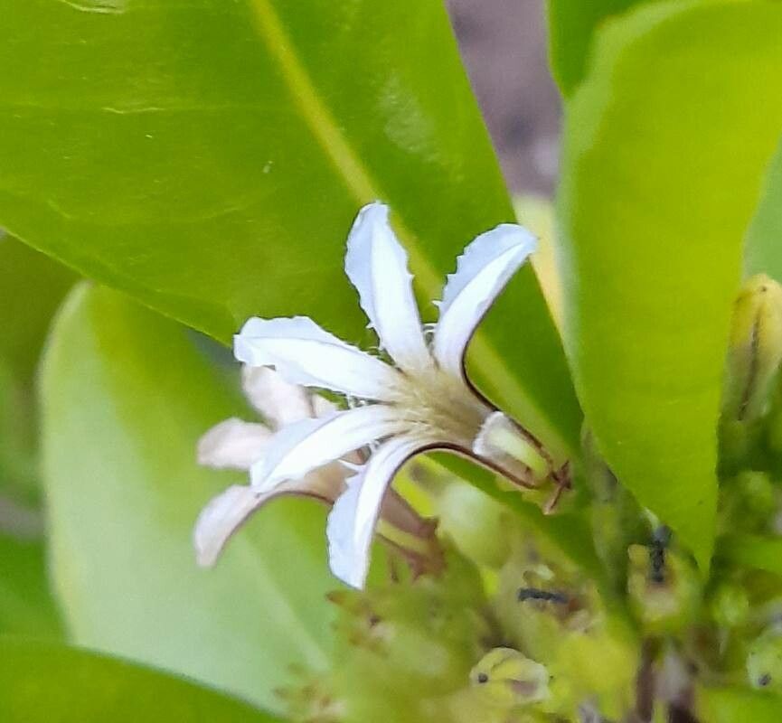 Scaevola taccada flower