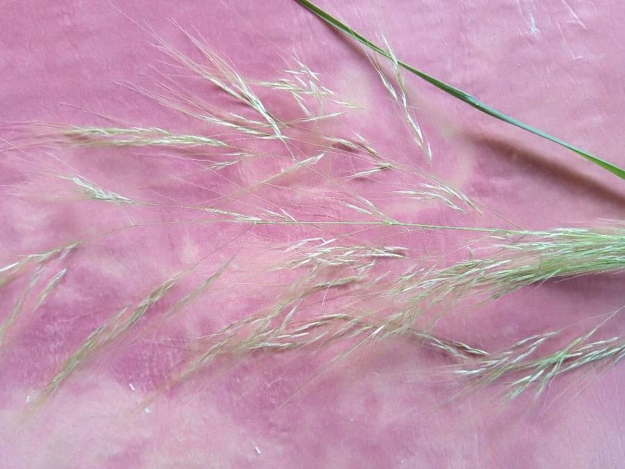 Aristida ternipes — search result for 'Aristida'