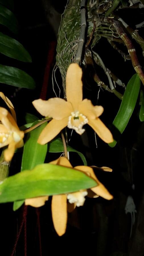 Dendrobium crassifolium flower