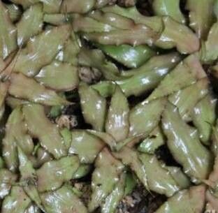 Cryptanthus praetextus — houseplant care guide