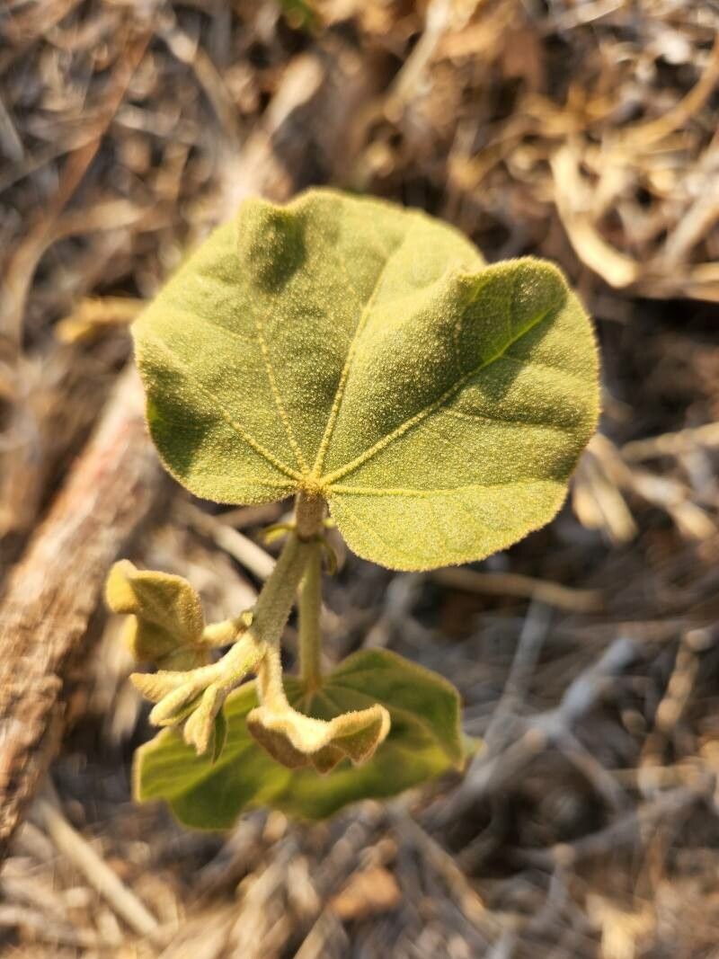 Thespesia garckeana leaf