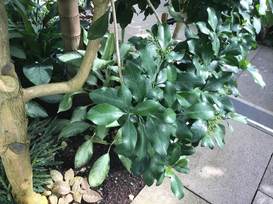 Pavetta revoluta leaf