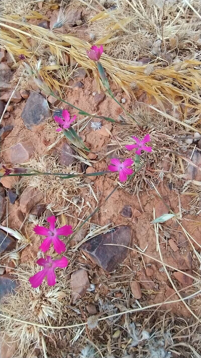 Dianthus toletanus — houseplant care guide