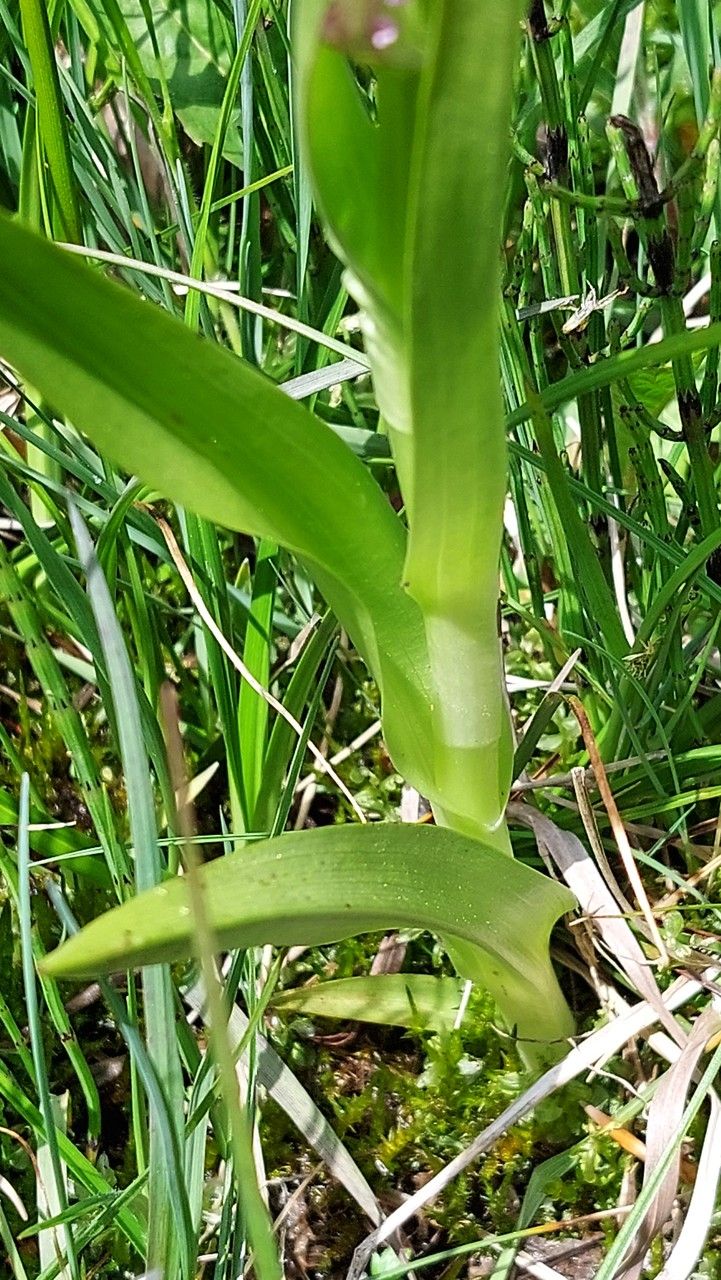 Dactylorhiza incarnata — search result for 'Ireland'