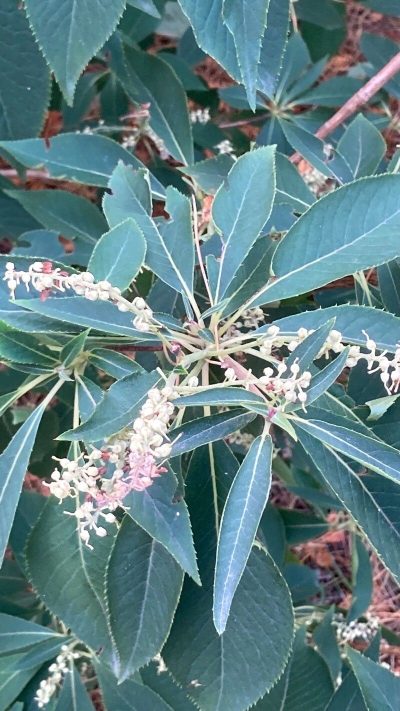 Clethra barbinervis flower