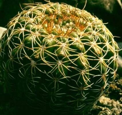 Parodia nothorauschii habit