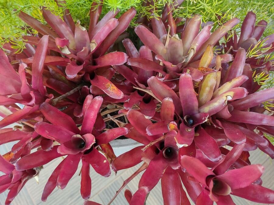 Aechmea caudata — search result for 'Bromeliaceae'