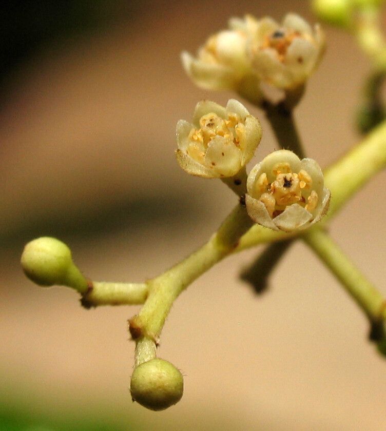 Ocotea aurantiodora flower