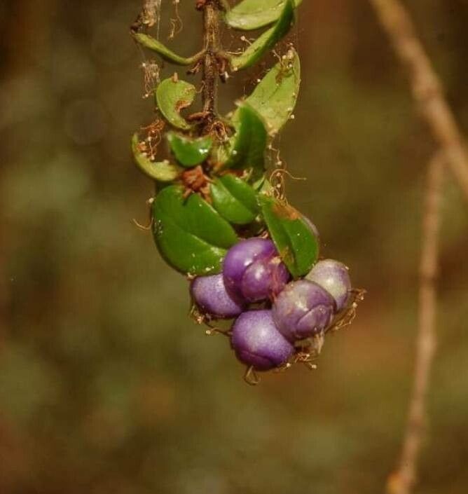 Rhaphithamnus spinosus fruit