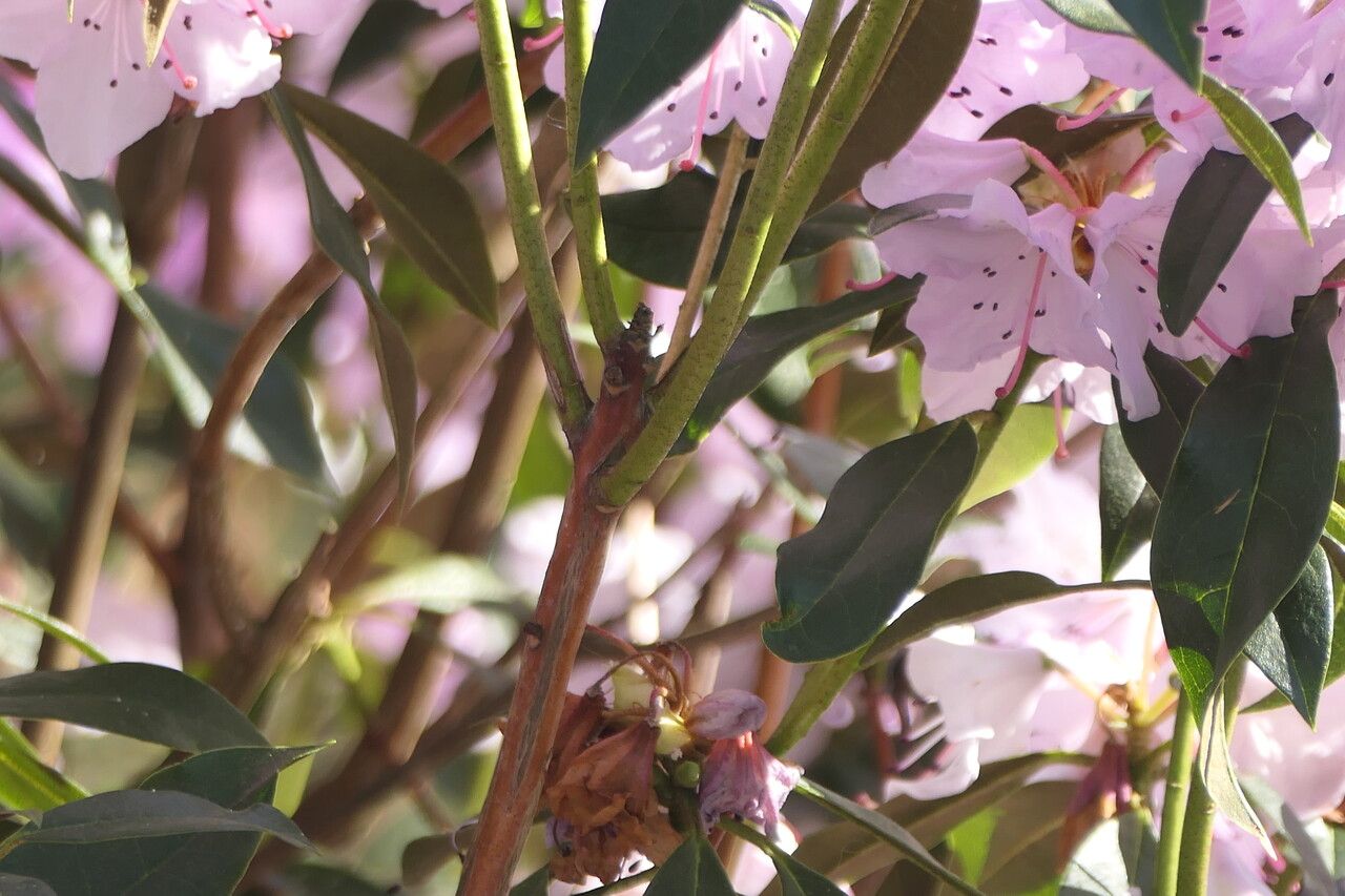 Rhododendron searsiae bark