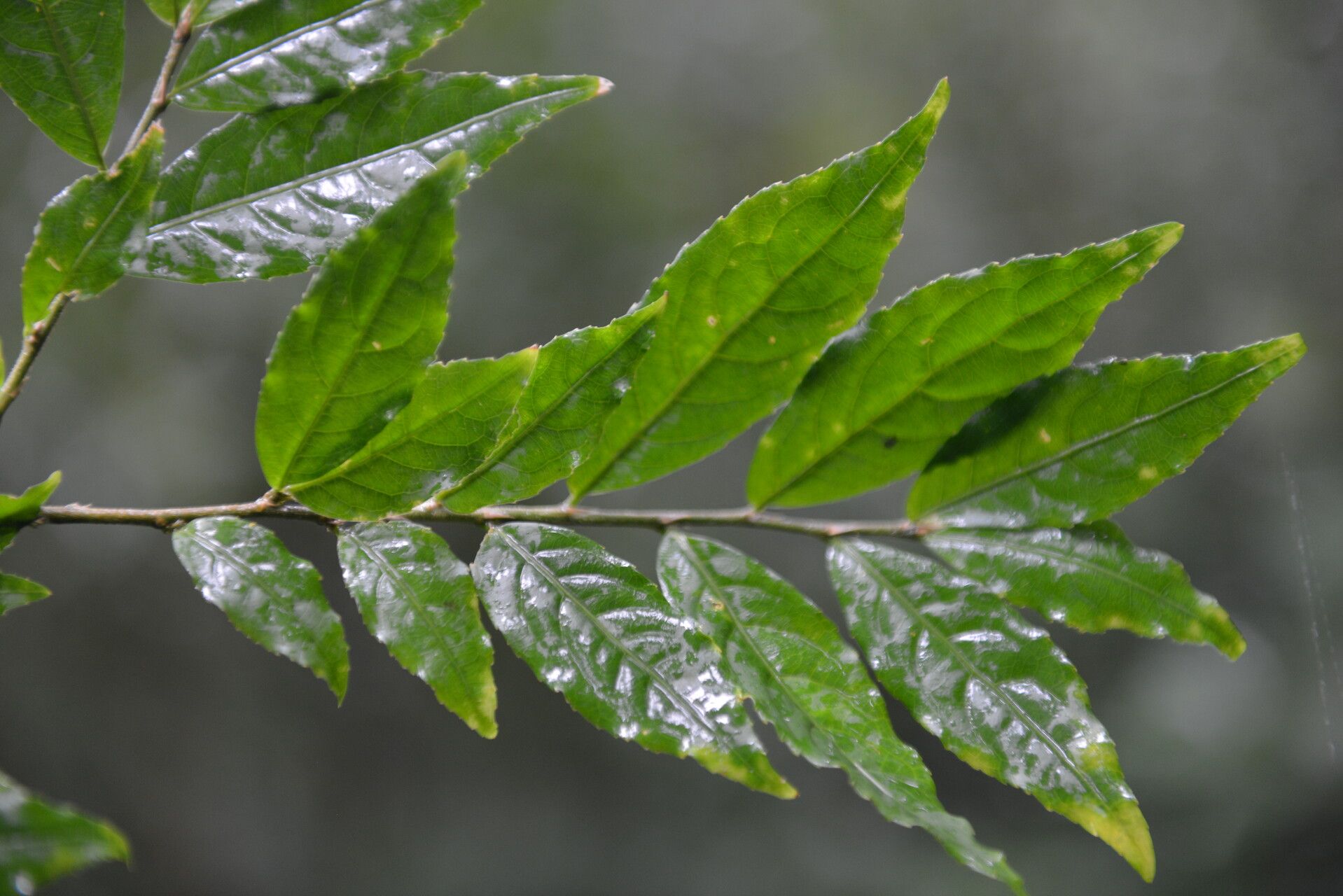 Hybanthus guanacastensis leaf