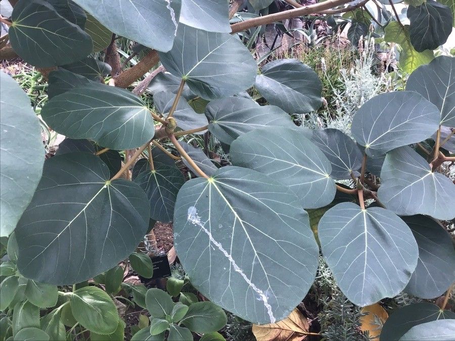 Ficus vasta leaf