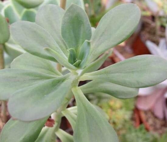 Echeveria nuda — houseplant care guide