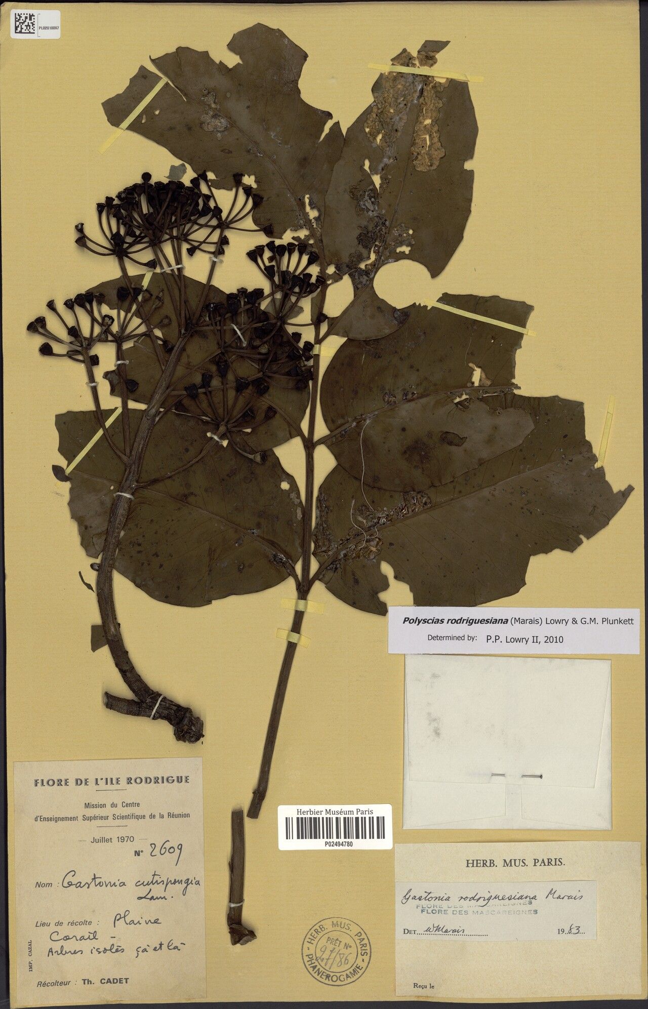 Polyscias rodriguesiana — search result for 'Polyscias'