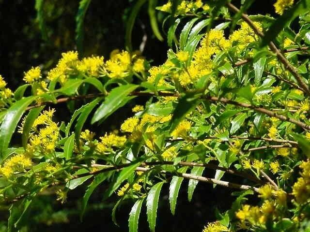 Azara lanceolata flower