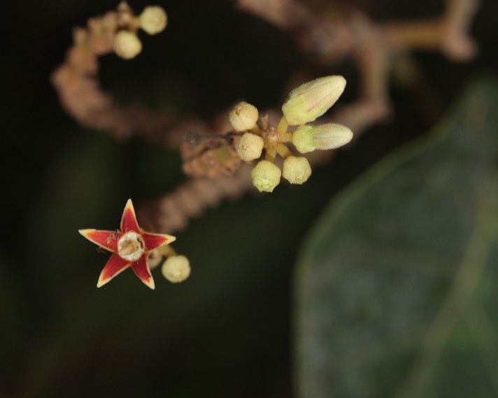 Parsonsia catalpicarpa flower
