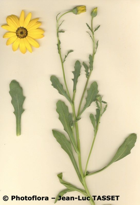 Dimorphotheca tragus habit