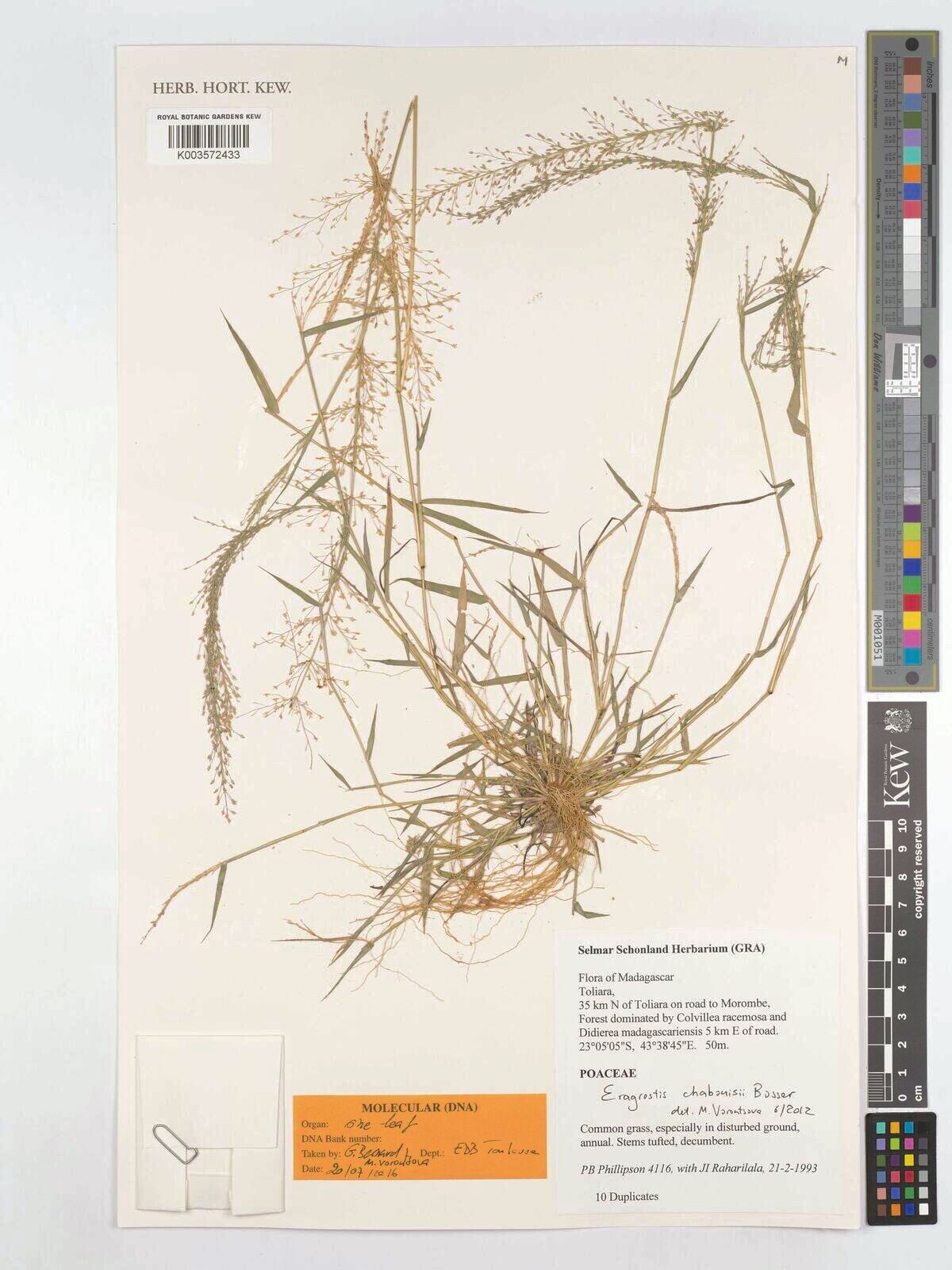 Eragrostis chabouisii — search result for 'Eragrostis'