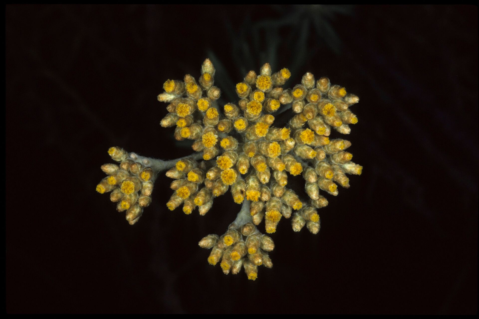 Helichrysum ochraceum — houseplant care guide