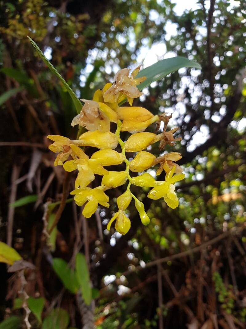 Epidendrum barbae — search result for 'Epidendrum'