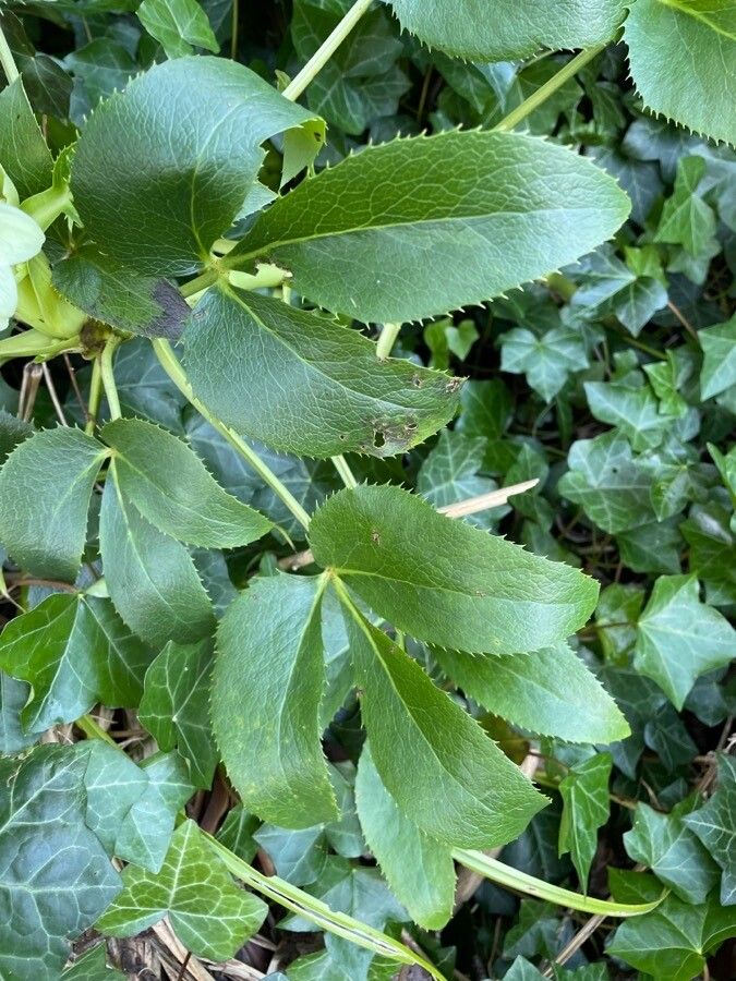 Helleborus argutifolius leaf