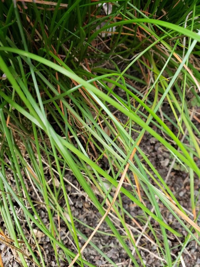 Allium thunbergii — houseplant care guide