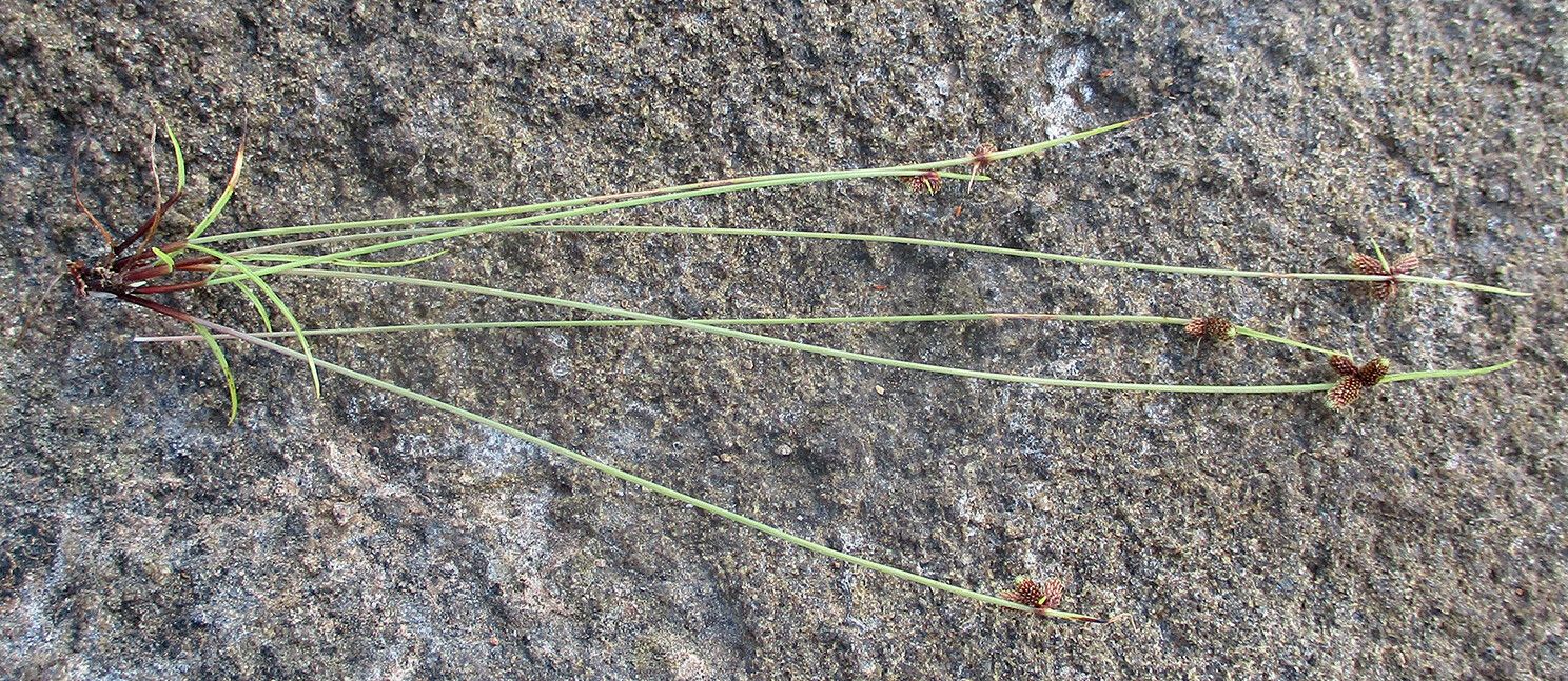 Cyperus abietinus