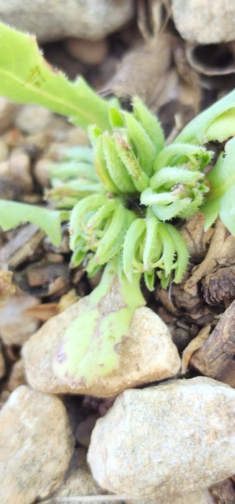 Garhadiolus hedypnois fruit