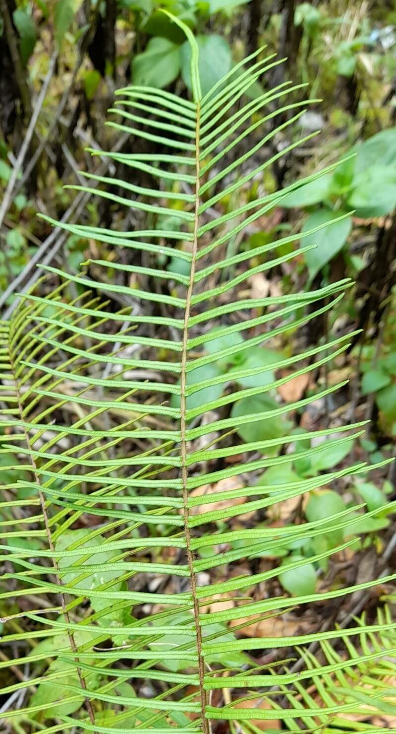 Pteris longifolia — search result for 'Pteris'
