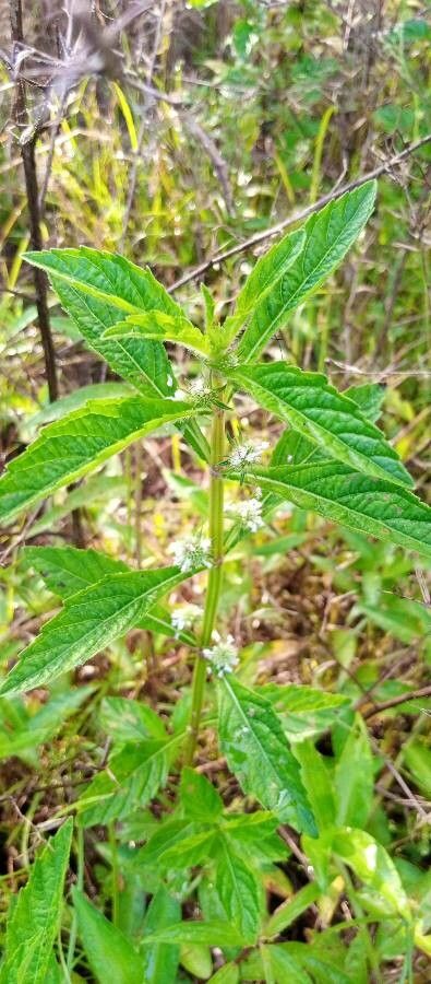 Lycopus uniflorus leaf