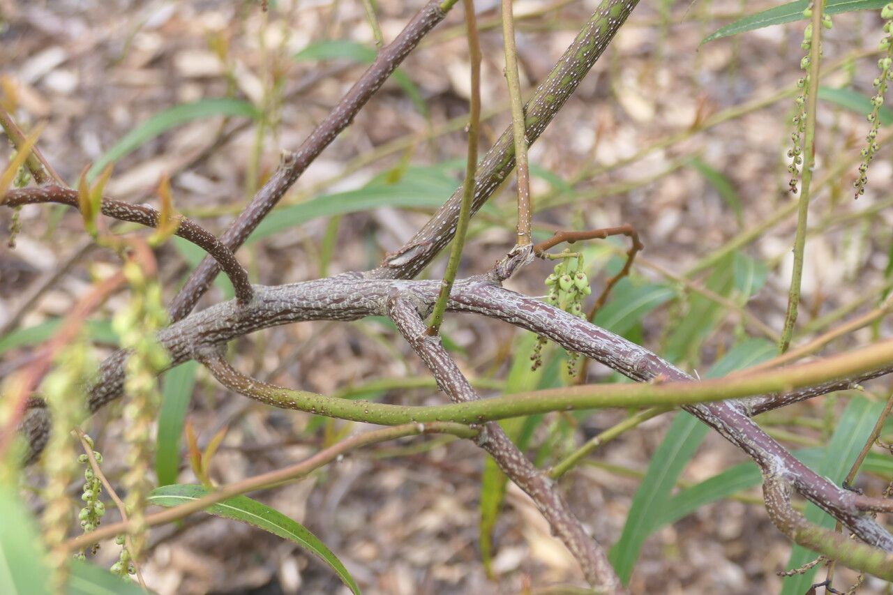 Stachyurus salicifolius bark