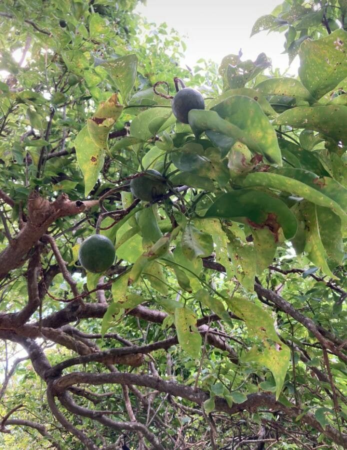 Polanisia uniglandulosa fruit