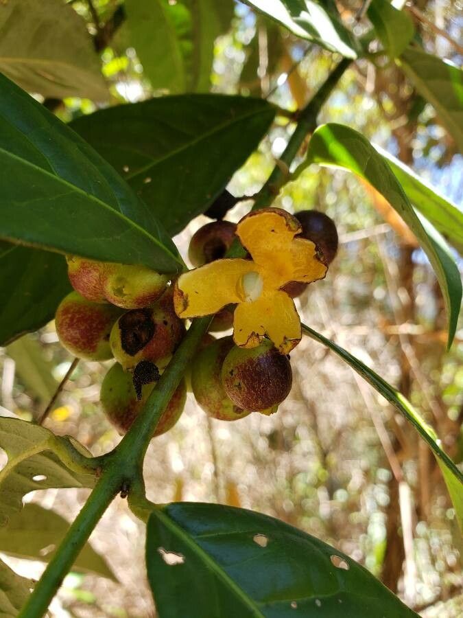 Siparuna guianensis flower