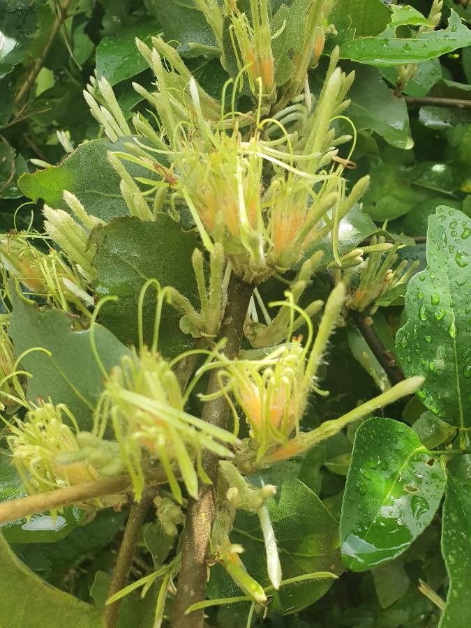 Erianthemum dregei flower
