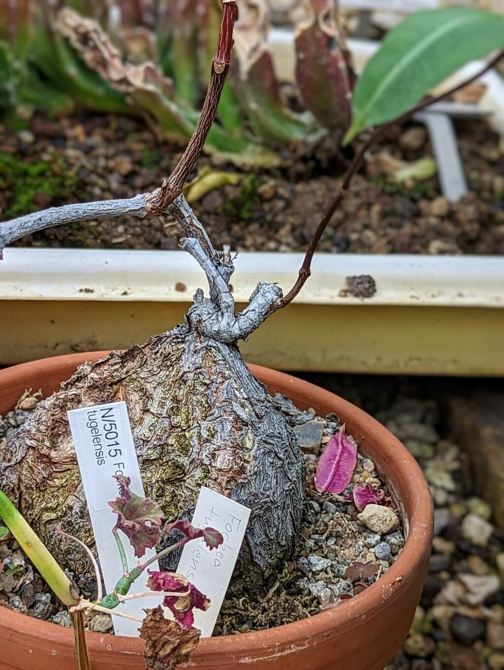 Fockea angustifolia bark