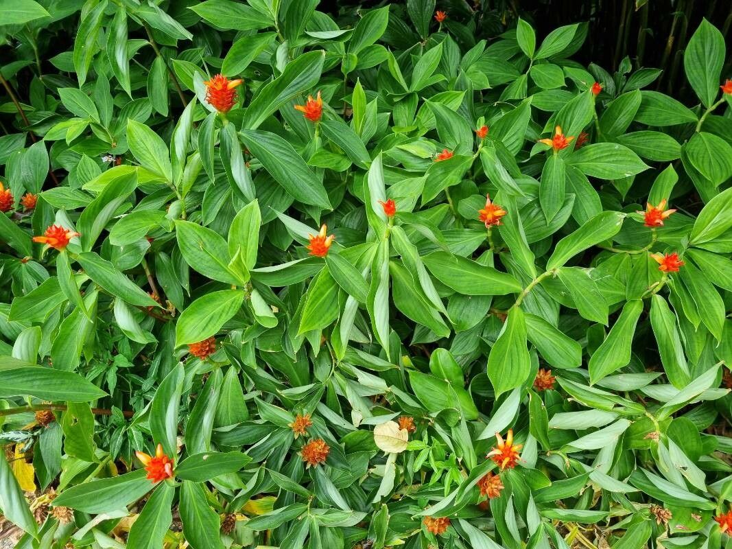Costus curvibracteatus habit