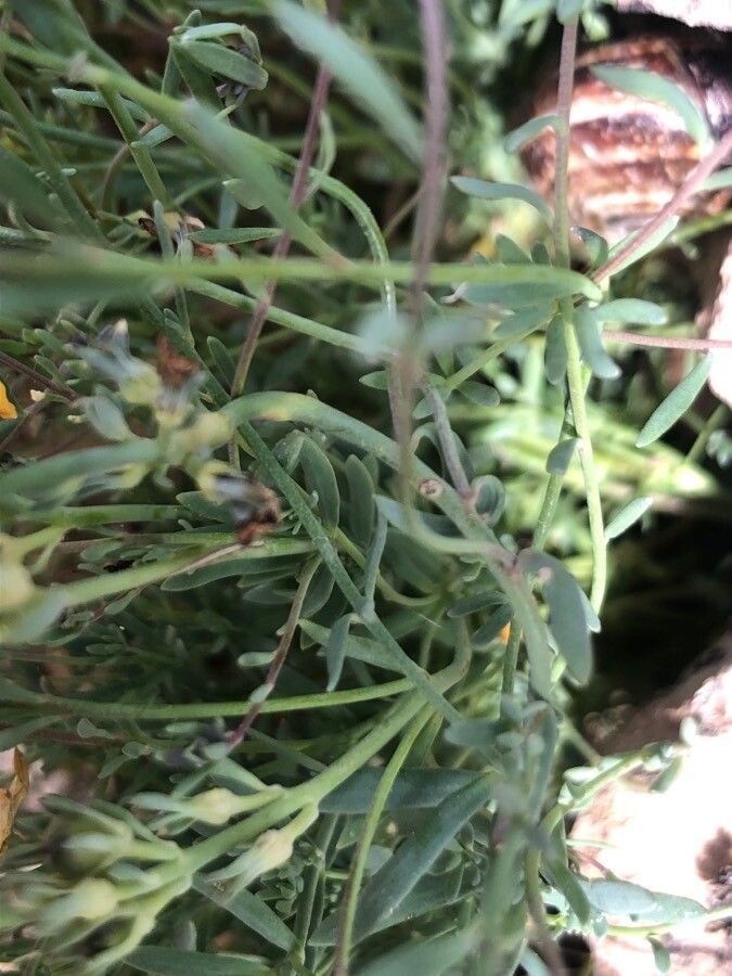 Linaria supina — search result for 'Linaria'