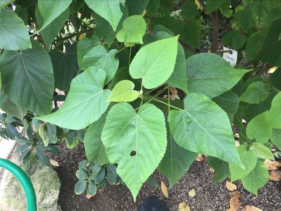 Dombeya mauritiana — search result for 'Dombeya'