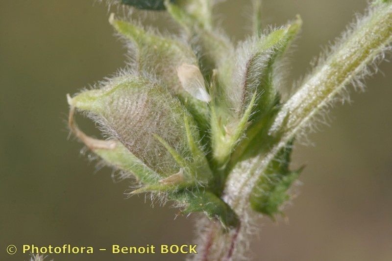 Medicago ovalis fruit