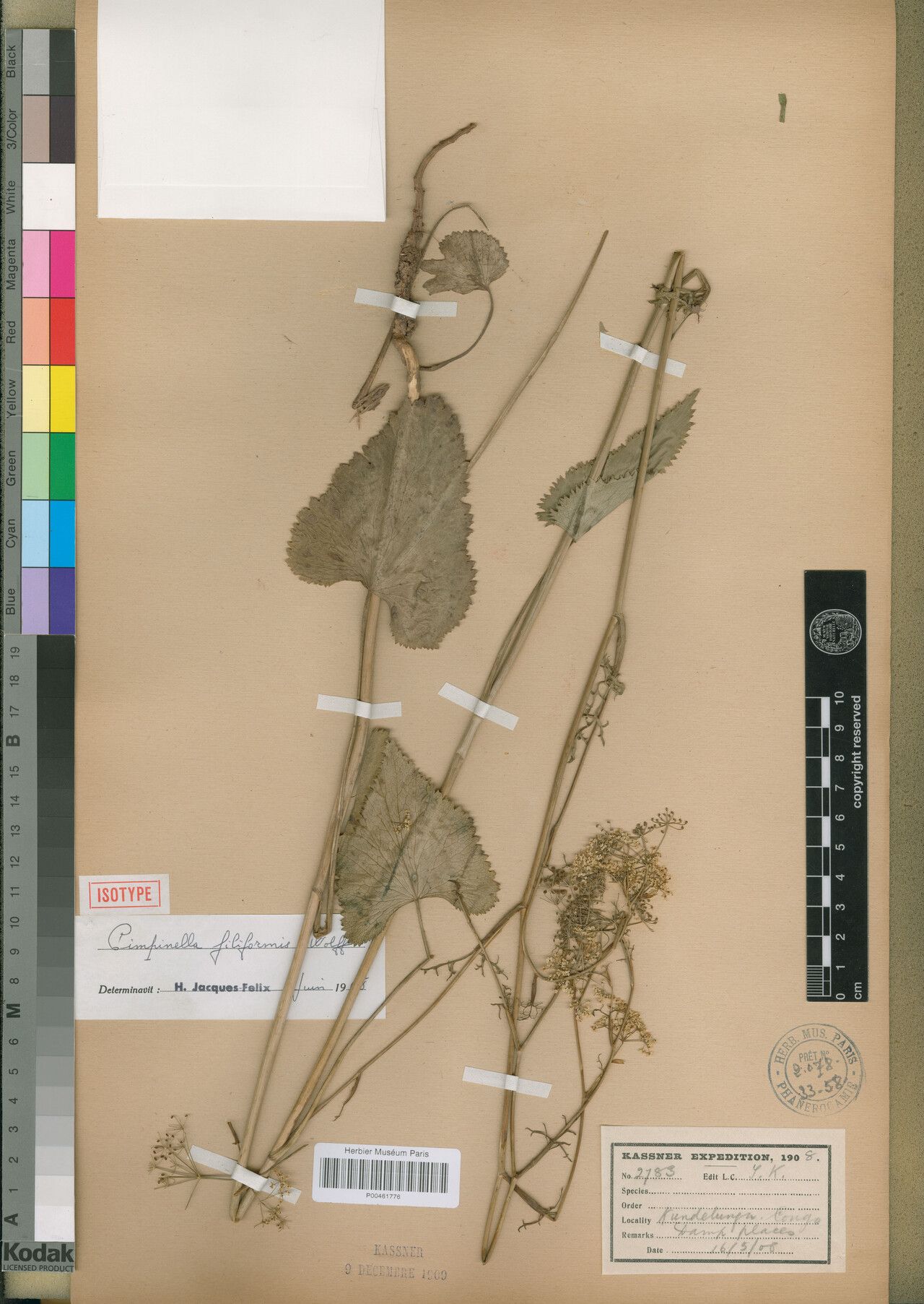 Pimpinella filiformis — search result for 'Pimpinella'