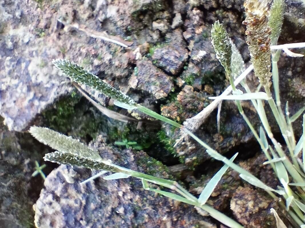 Crypsis alopecuroides flower